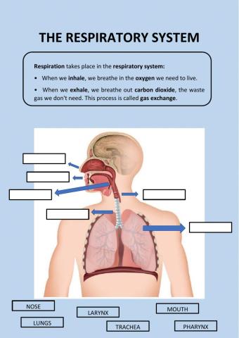 Respiratory system