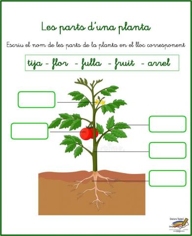 Parts d'una planta