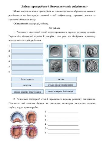 Лабораторна робота.Вивчення етапів ембріогенезу