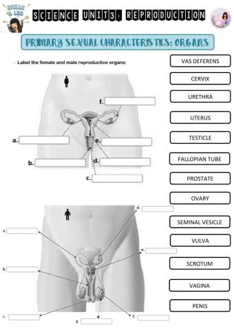 Reproductive system male and female