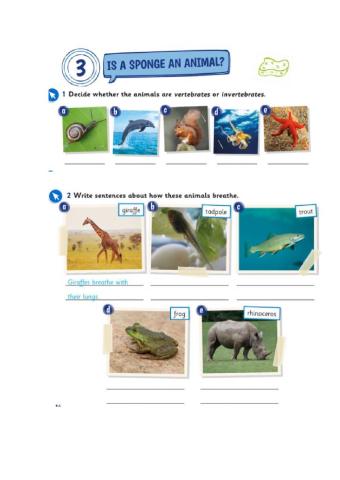 Vertebrates and invertebrates