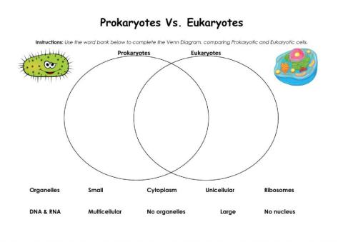 Prokaryotes Vs. Eukaryotes