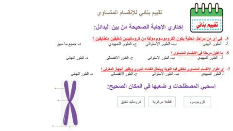 تقييم بنائي الإنقسام المتساوي