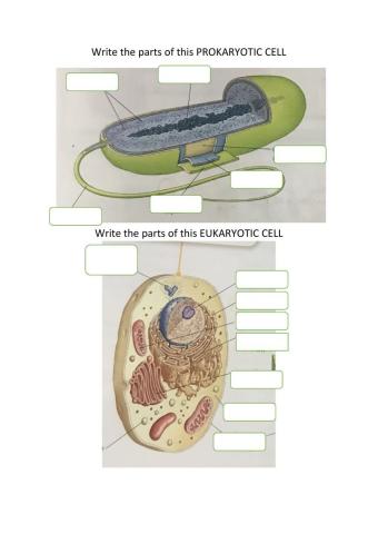 Eukaryotic and prokaryotic cells