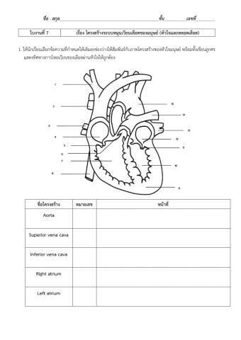 ใบงานที่ 7 หัวใจและหลอดเลือด