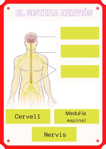 El sistema nerviós