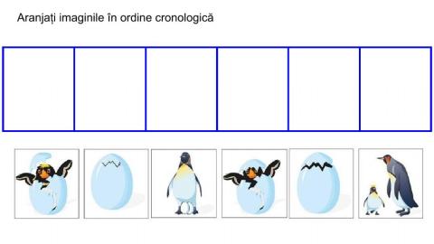 Ordine cronologica - De la ou la pinguin