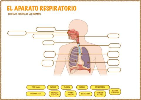 El aparato respiratorio