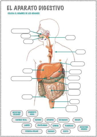 El aparato digestivo