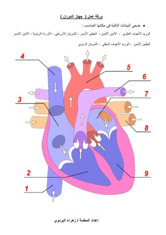 تركيب القلب