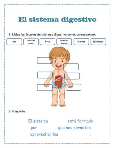 El sistema digestivo