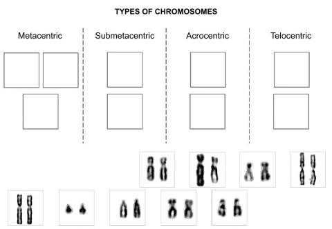 Types of chromosomes