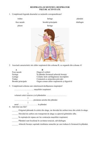 Respiratia. Sistemul respirator