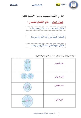 الانقسام المتساوي ورقة عمل