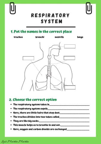 Respiratory system