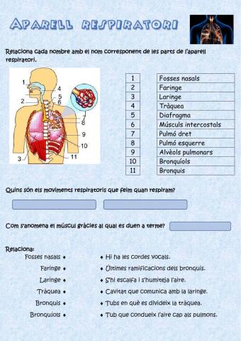 L'aparell respiratori