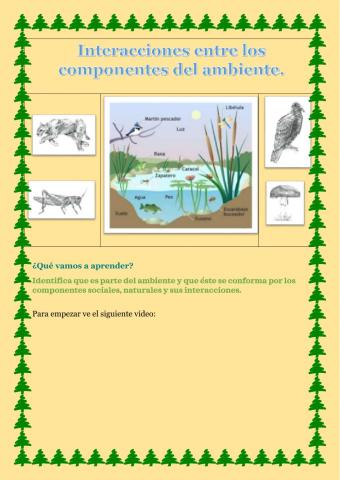 Interacciones entre los componentes del ambiente