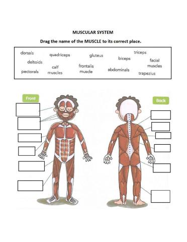 Muscular System