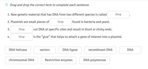 Rec DNA