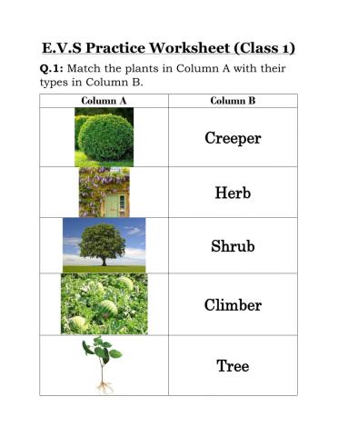 Types of plants