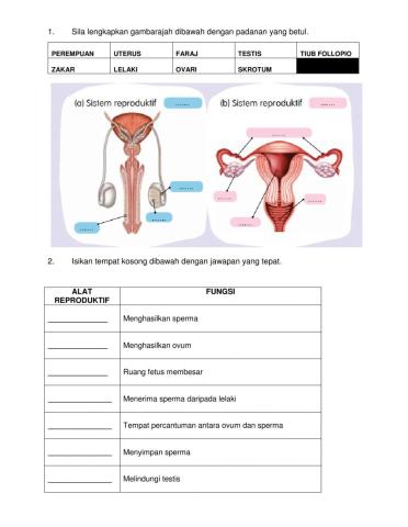 Sistem Reproduktif Manusia