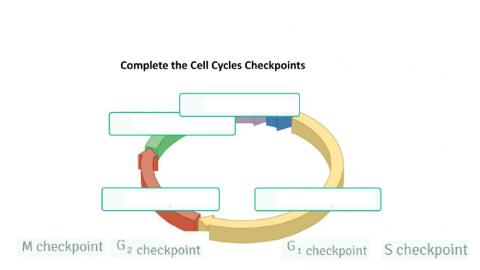 Cell cycle regulation