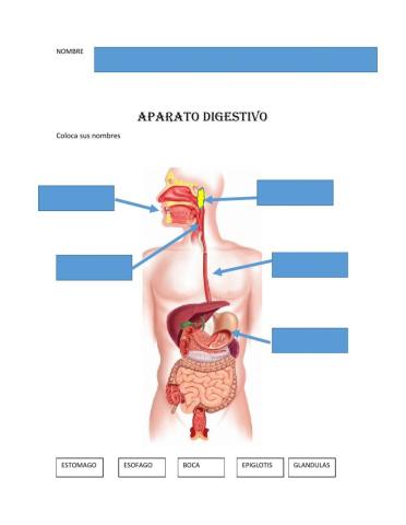 Aparato digesto 1