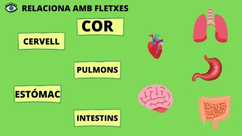 Relaciona els òrgans