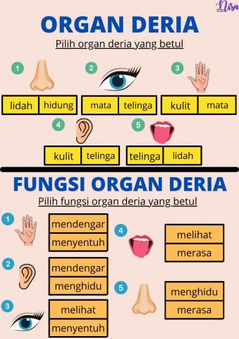 Organ Deria