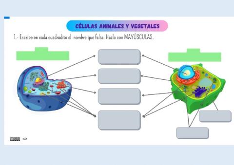 Célula animal y vegetal 5º de primaria