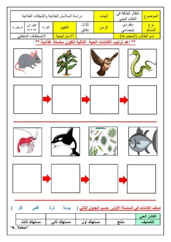 ورقة عمل السلاسل الغذائية