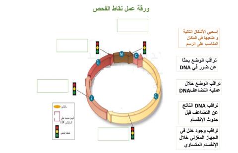 ورقة عمل نقاط الفحص