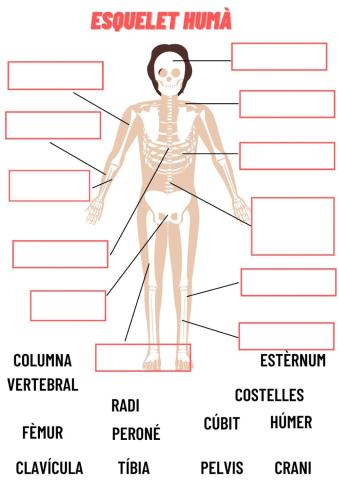 Esquelet humà