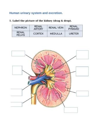 Human Urinary System Worksheet