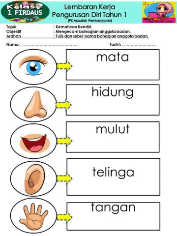 Fungsi anggota badan