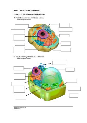 BAB 2:Biologi sel dan Organisasi Sel