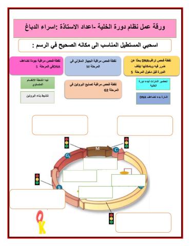 نظام دورة الخلية