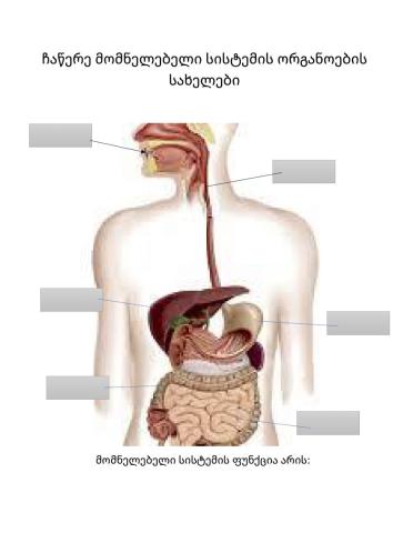 Მომნელებელი სისტემა