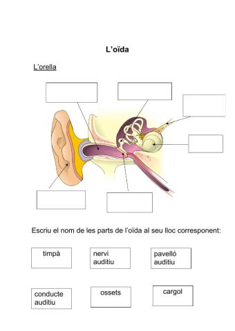 Parts de l'oïda