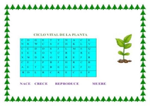 Ciclo vital de una planta