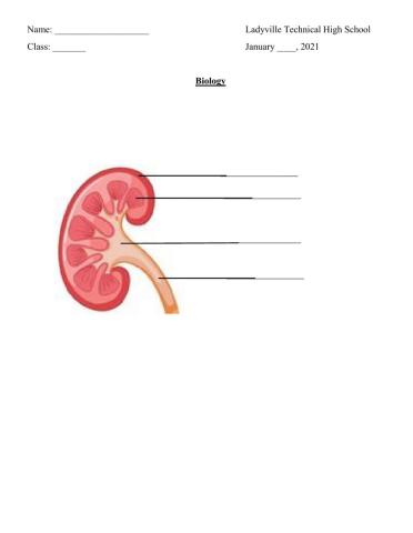 Cross-section of a kidney