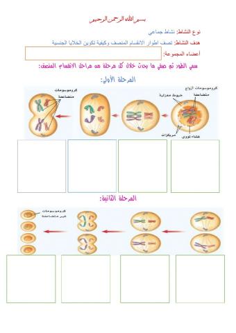 اطوار الانقسام المنصف