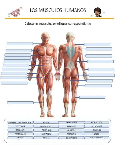 Los Musculos Humanos