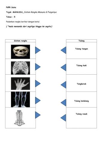 Sistem rangka manusia