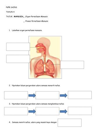 0rgan pernafasan manusia