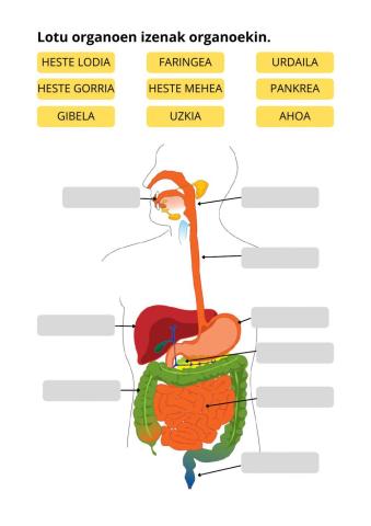 Digestio organoak