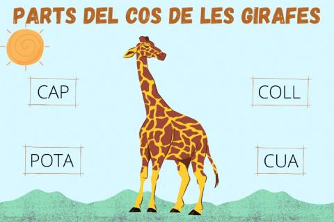 Parts del cos de la girafa