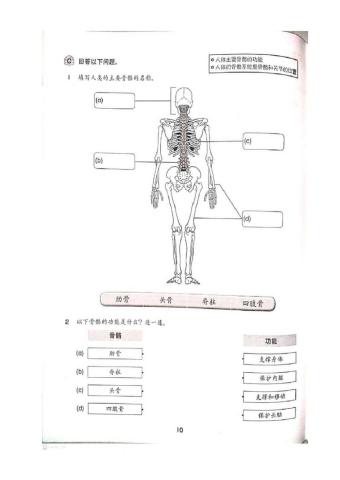 五年级科学 人体的骨骼