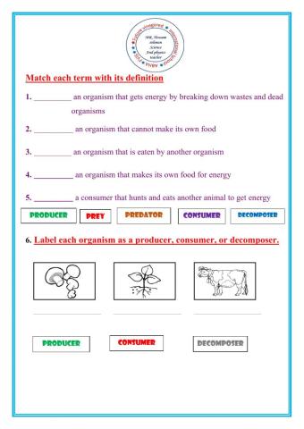 Energy roles in ecosystem