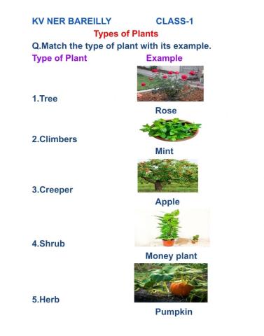 Types of plants